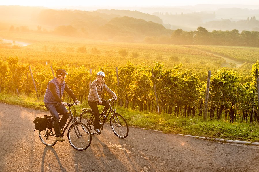 Radfahrer im Weinberg in der Abendsonne