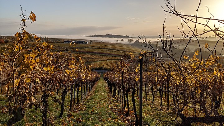 Herbstnebel im Weinberg mit Blick auf die Kleine Kalmit bei Ilbesheim in der Pfalz