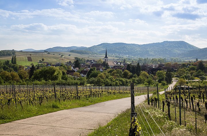 Blick auf Göcklingen in der Pfalz