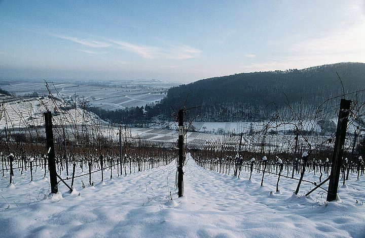 Weinlage Keschdebusch bei Birkweiler in der Pfalz im Schnee