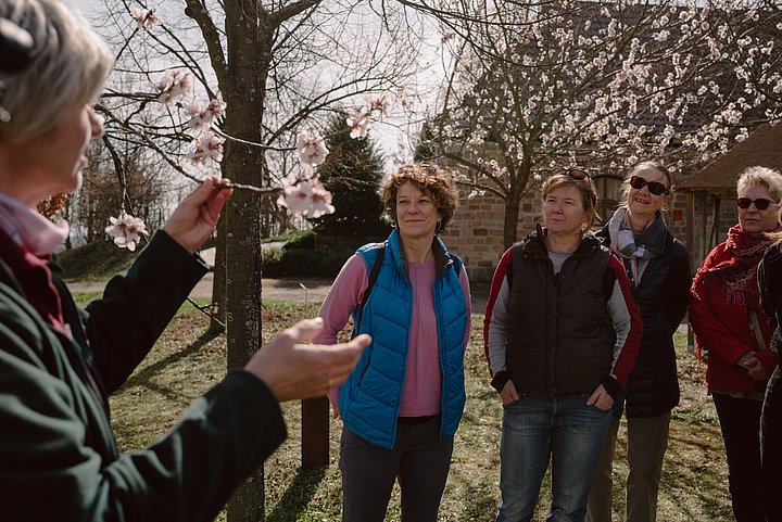 Führung zur Mandelblüte in der Pfalz